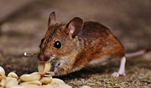 24-hour-pest-control Experts in Otis